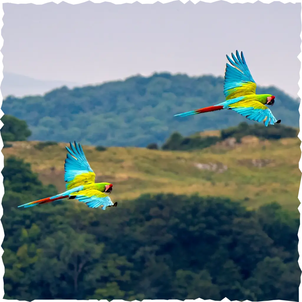 2-macaws-in-flight-photo-credit-Melanie-Sharp.png