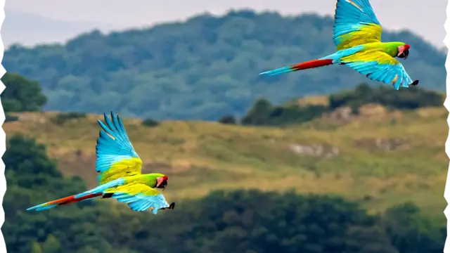 2-macaws-in-flight-photo-credit-Melanie-Sharp.png