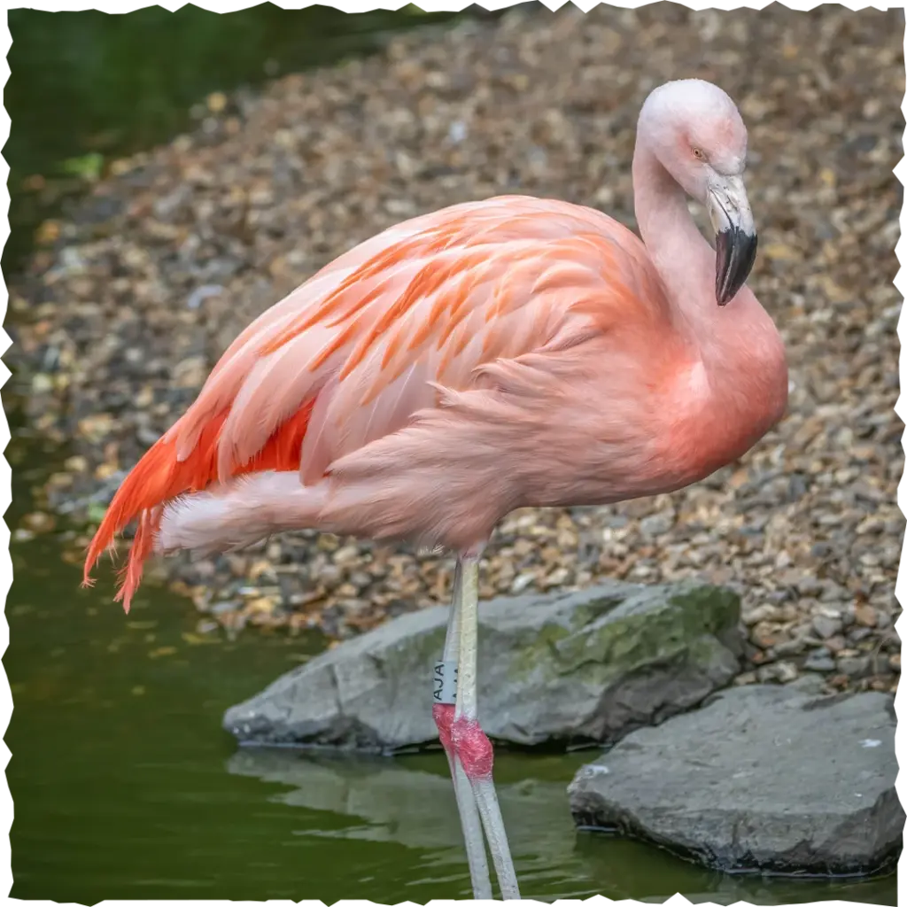 Flamingo