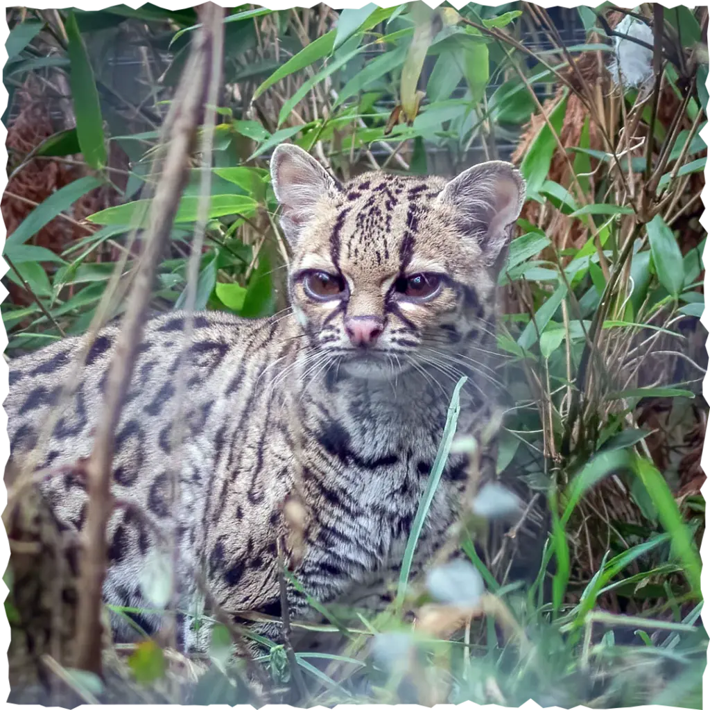 Margay