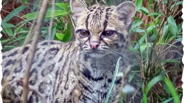 Margay