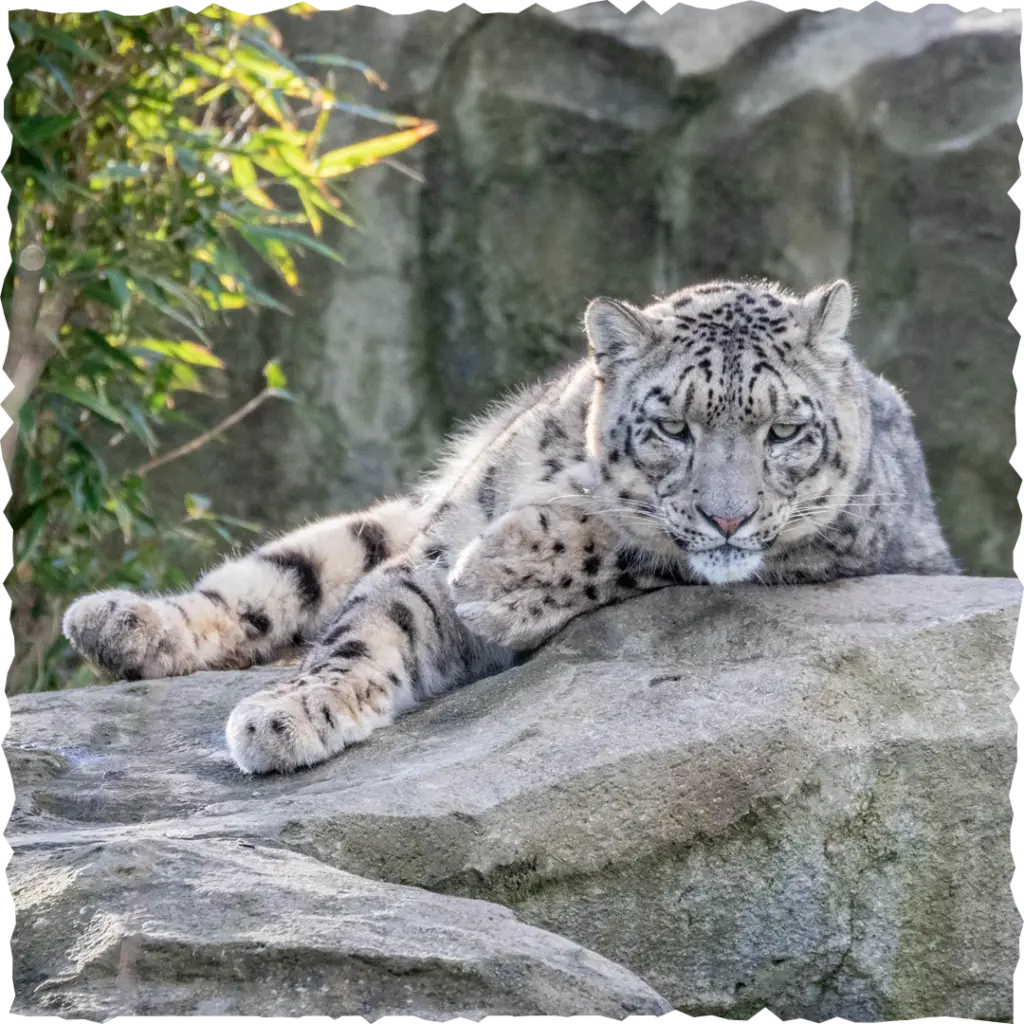 Snow Leopard