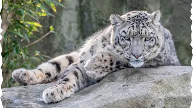 Snow Leopard
